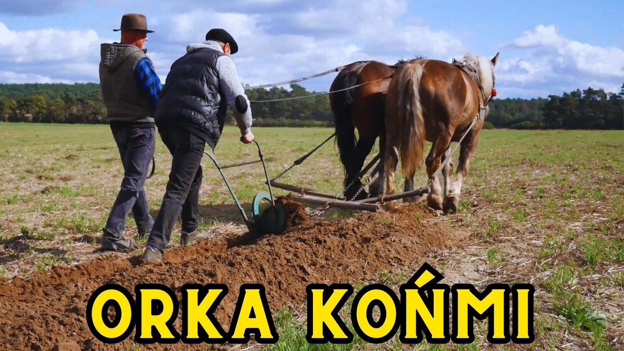 Zwierzęta POCIĄGOWE | KONIE | WOŁY | Retro Show 2024 w Szreniawie | Z pamiętnika kierowcy mechanika
