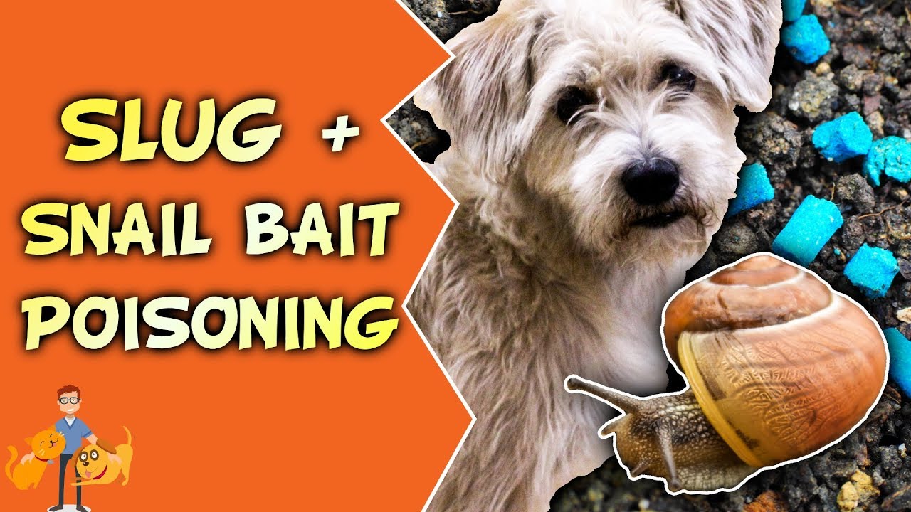 Slug and Snail Bait Poisoning in Dogs + Cats (shake + bake your pet)