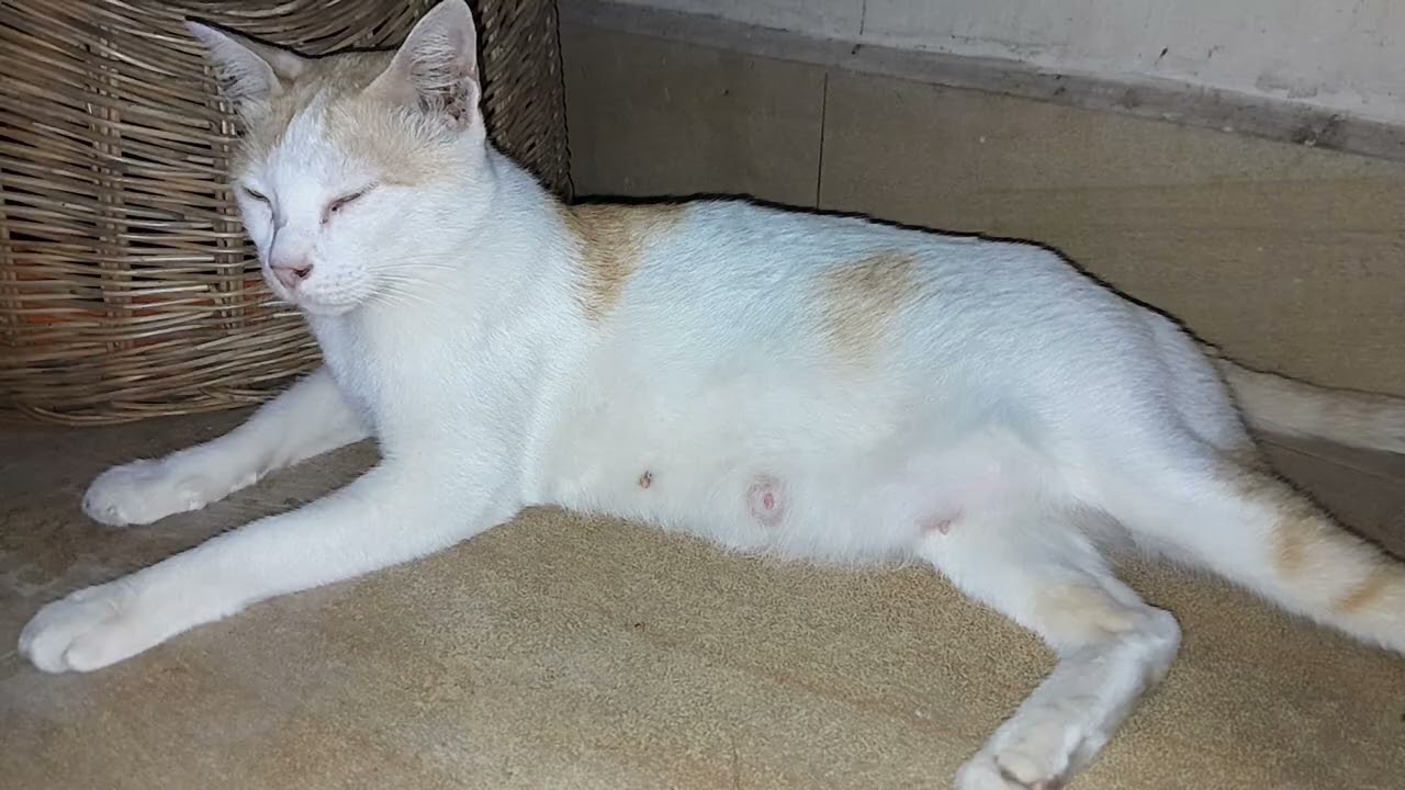Mom cat is so tired after feeding milk for her newborn 