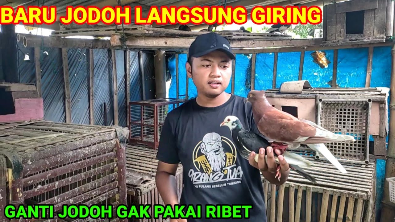 GANTI JODOH MERPATIKU JAMBUL || LANGSUNG GIRING NGGAK PAKAI LAMA