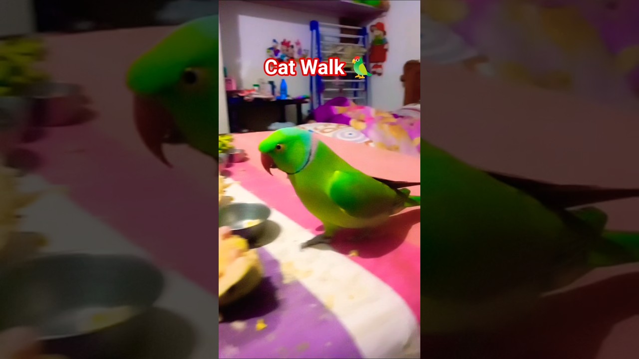 Mithu Bill Keshe Bulayenge 🐈🐱🐱 #parrot#funny#birdlovers #nonstoptalkingparrot#funnyanimal#anuandsuji