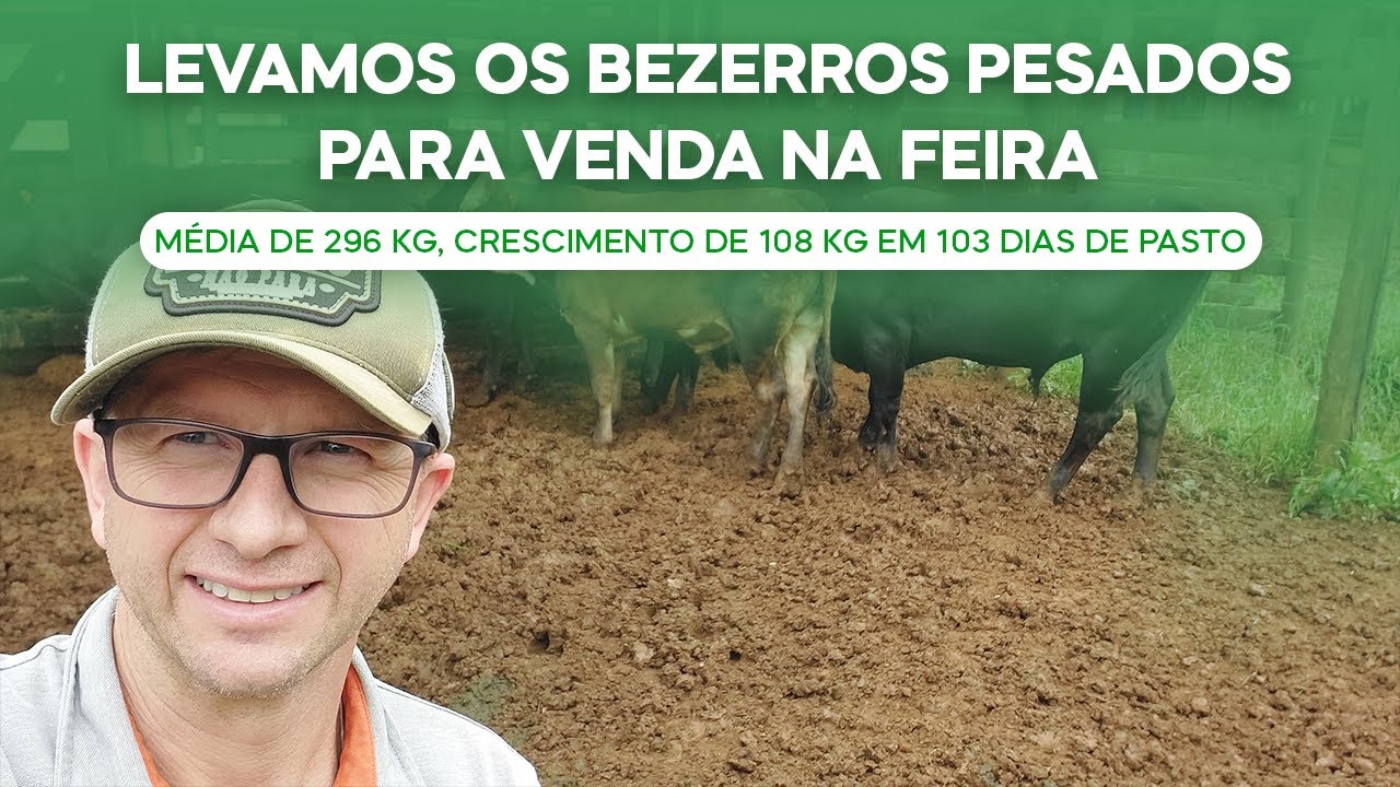 Levamos os bezerros para a Feira. M&eacute;dia de 296 kg, crescimento  108 kg em 103 dias de pasto (v.163)
