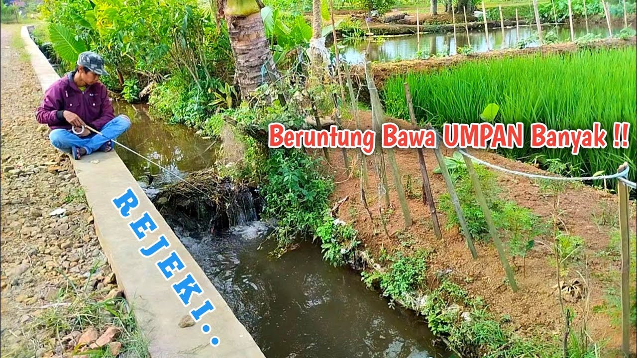 Mancing di Selokan Kecil Pinggir Jalan dapat Banyak Ikan Besar !