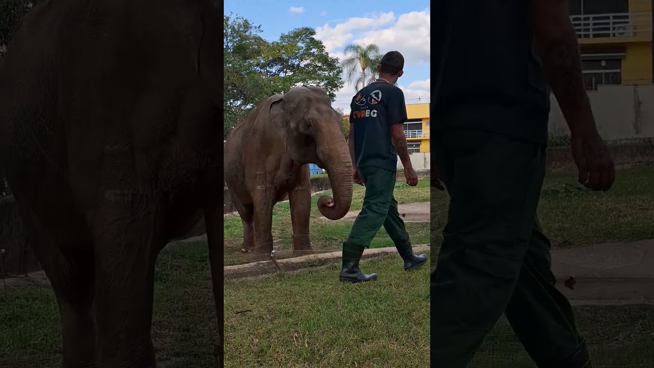Sandro, o Carism&aacute;tico Elefante de Sorocaba 🐘  #shorts #animals #zoo