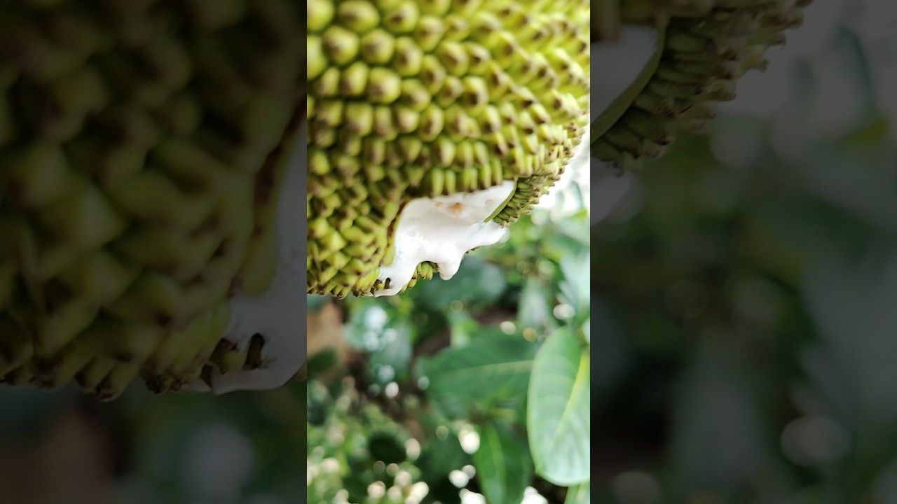 Amazing Nature's Milk! 🌳🥛 Fresh Jackfruit Harvest #Shorts #VillageLife #Nature #SurvivalLabSL