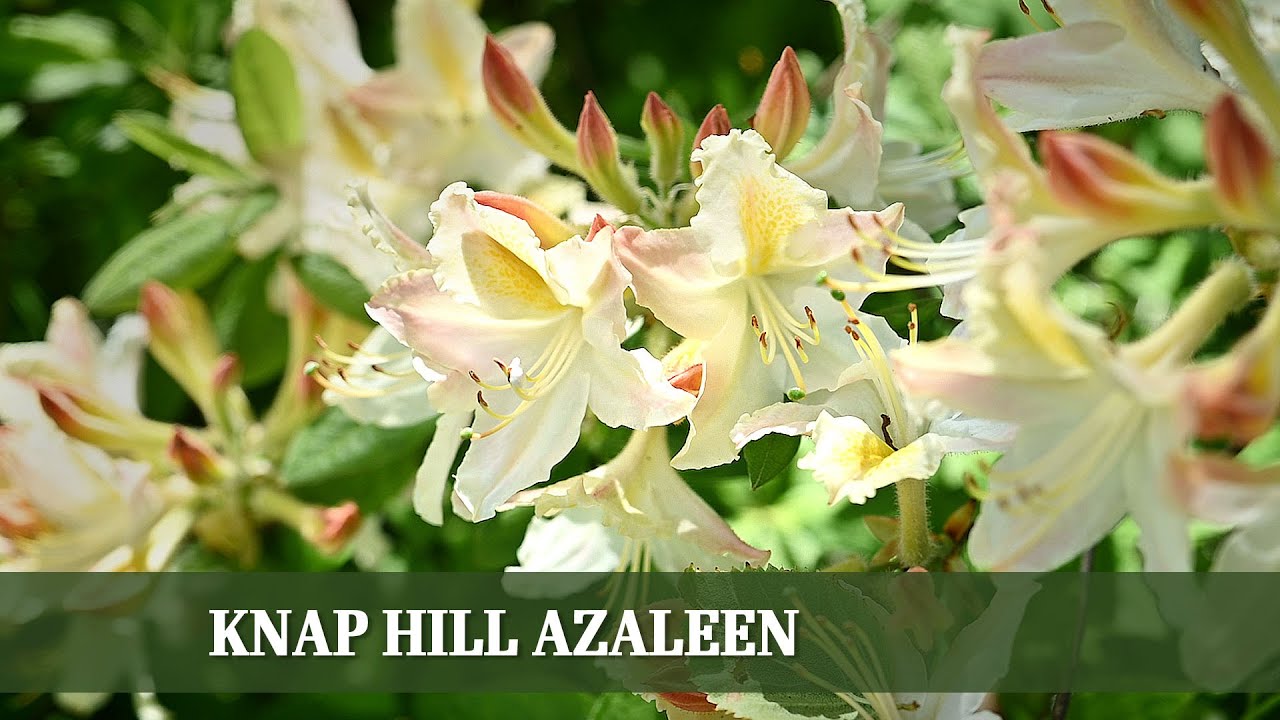 Knap Hill Azaleen - Eine laubabwerfende Alternative zum klassischen Rhododendron