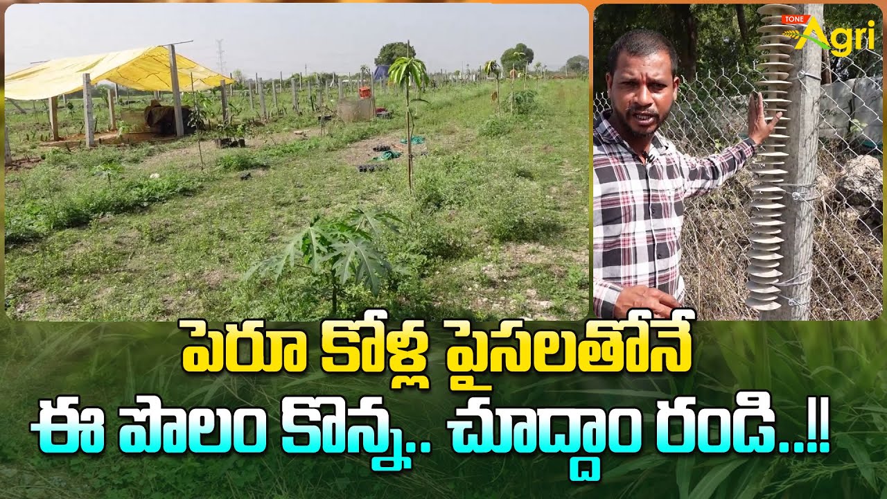 Peru Kollu Farm Shed Design | పెరూ కోళ్ల పైసలతోనే ఈ పొలం కొన్న.. చూద్దాం రండి..!! Tone Agri