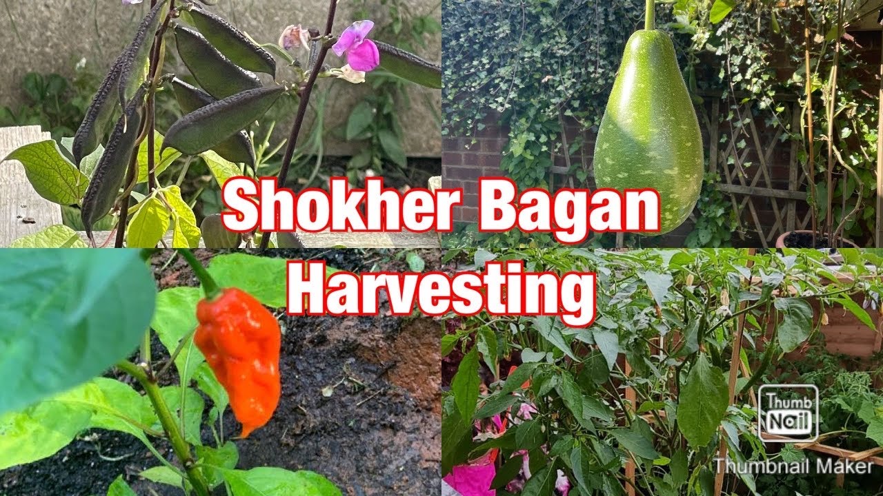 Shokher Bagan 2021 || October harvesting || Bangladeshi British vlogger