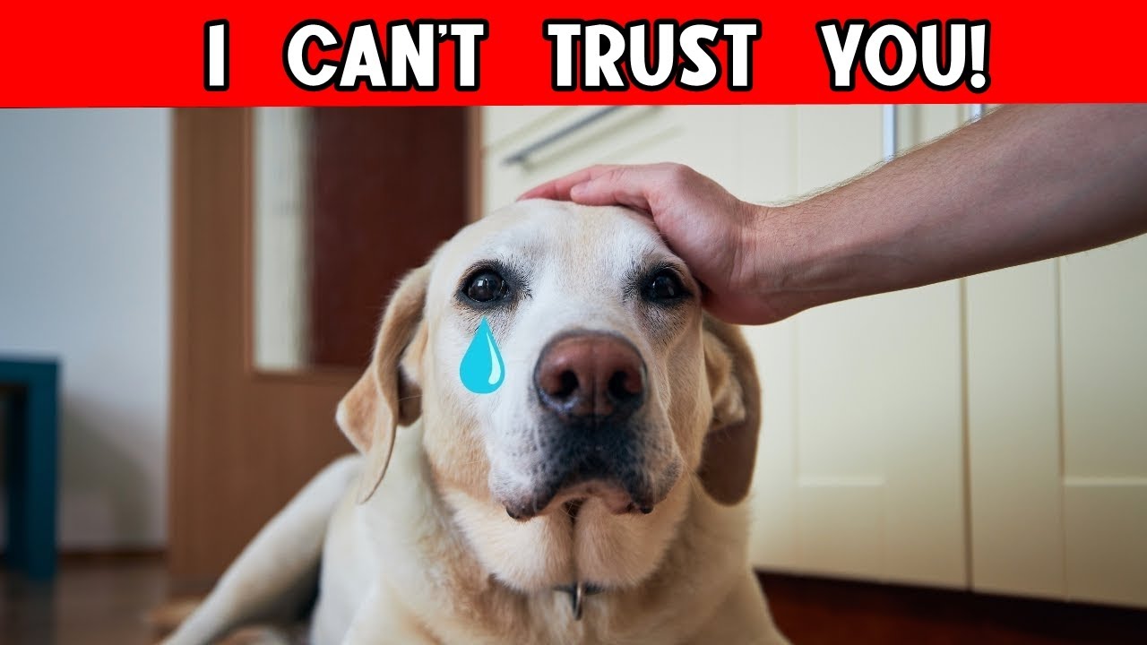How Do Dogs Recognize a BAD PERSON 😡 (and Other Amazing DOG ABILITIES EXPLAINED!)