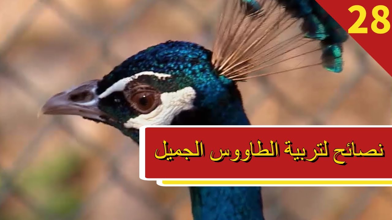 مزرعة الصين - الحلقة 28 نصائح لتربية الطاووس الجميل
