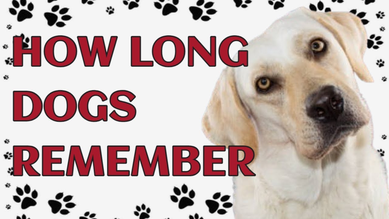 🐾 How Long Can a Dog Remember a Person?