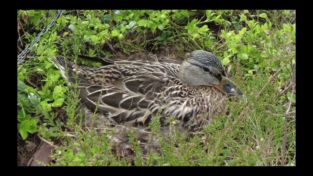 Sitting duck (on her nest), part 1.