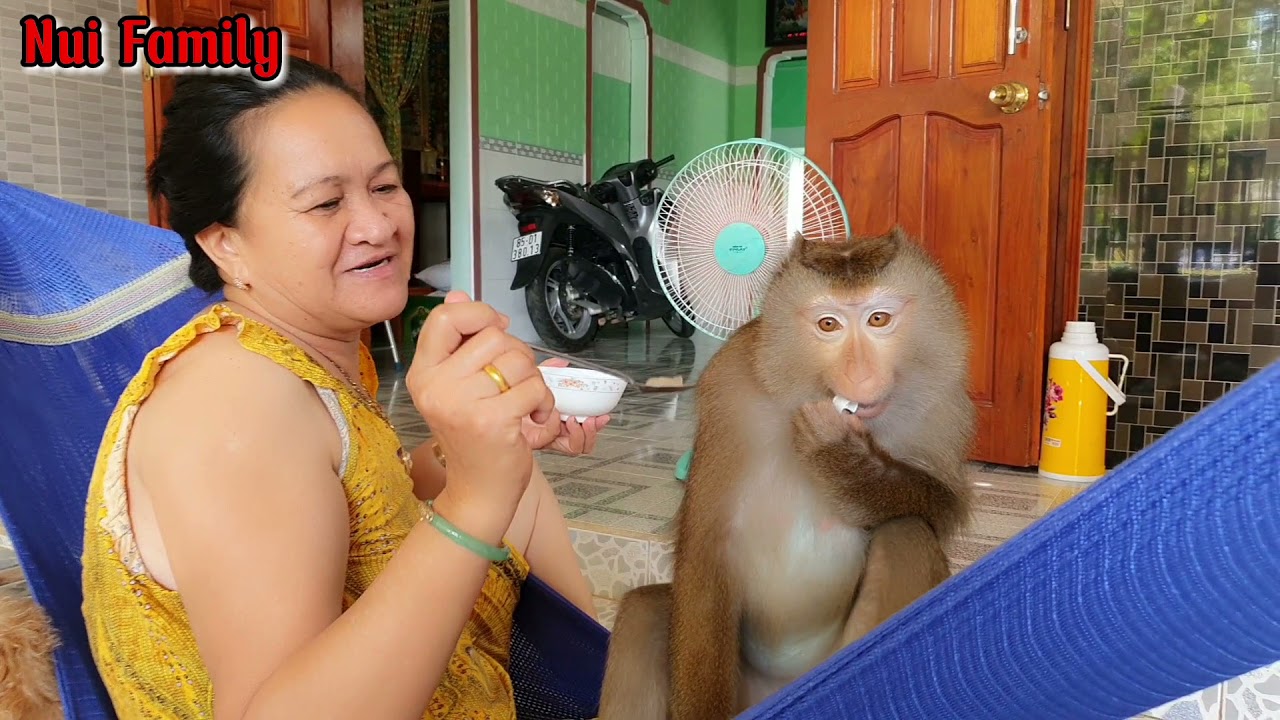 #Shorts | Nui monkey talking to Grandma