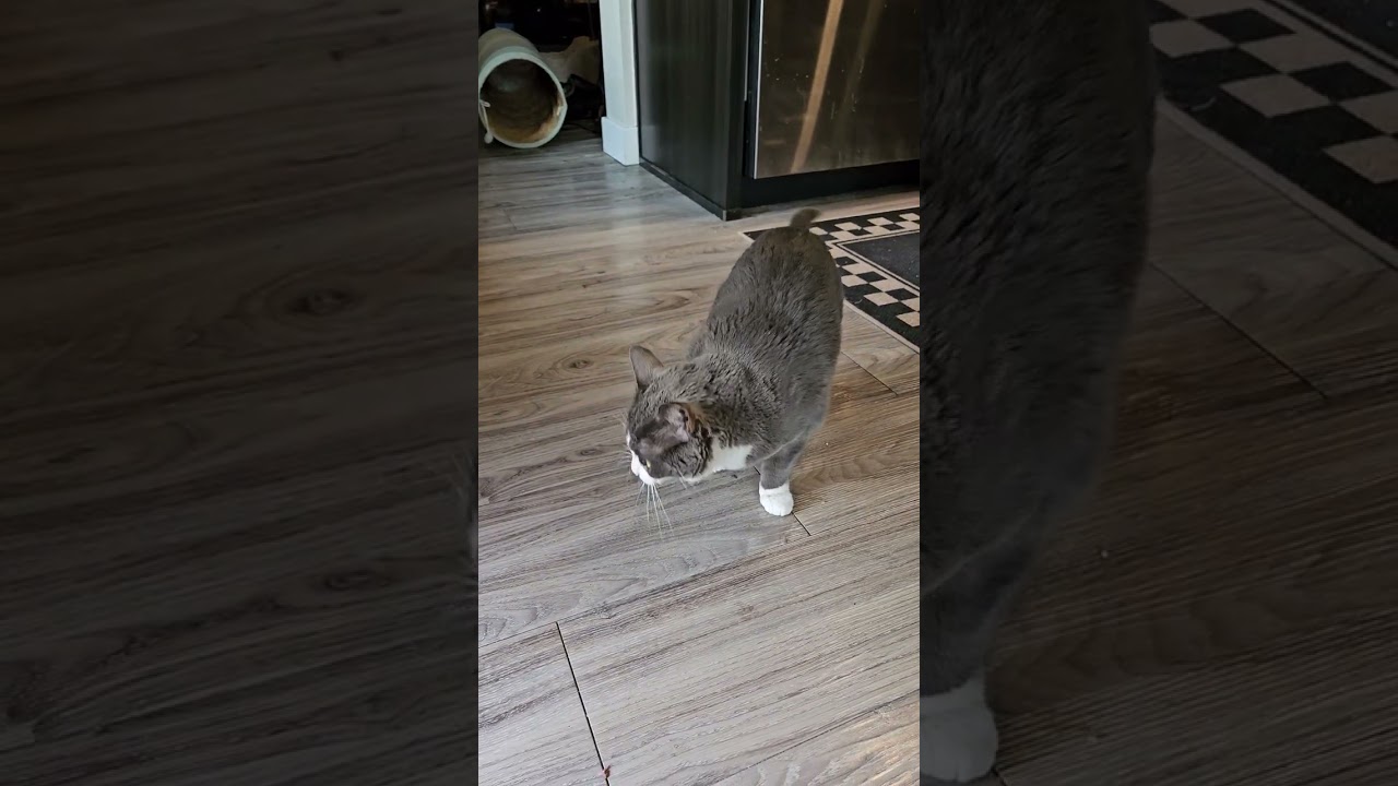 Sally catching treats