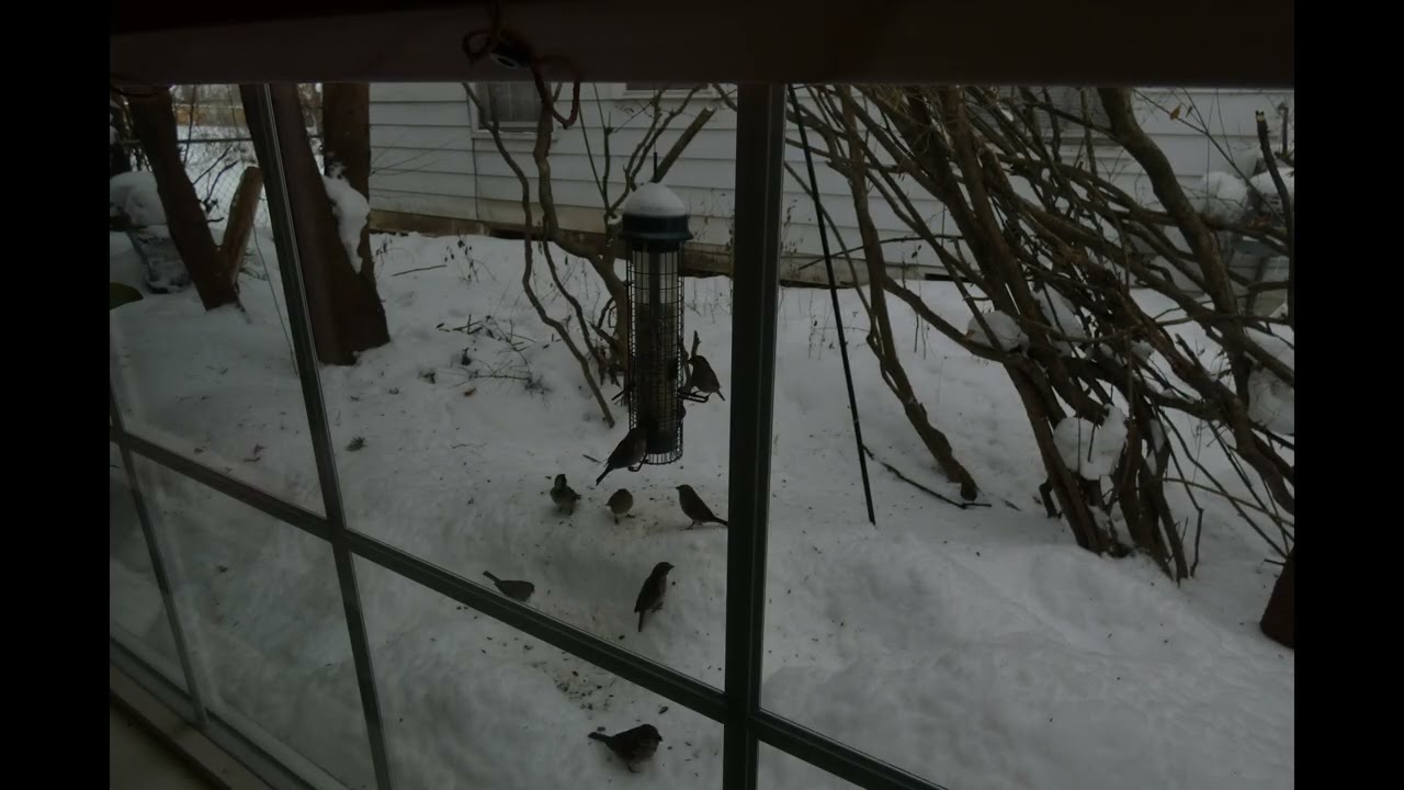 Bird feeder stop action 