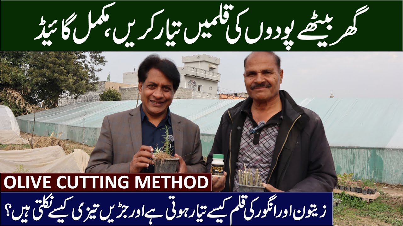 Olive Plant Propagation in Pakistan | Olive Cutting Method & Rooting Hormone Explained