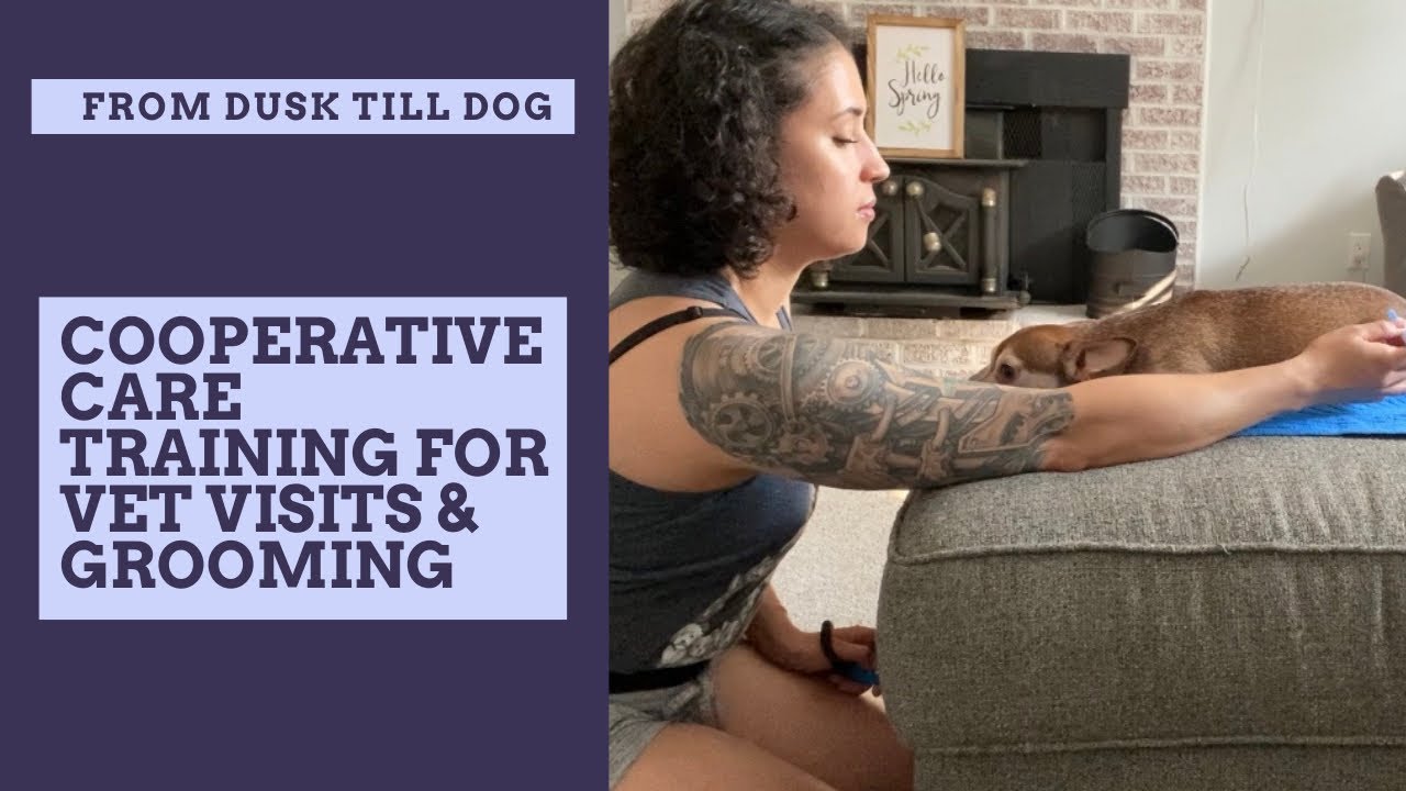 Cooperative Care Dog Training for Vet Visits & Grooming
