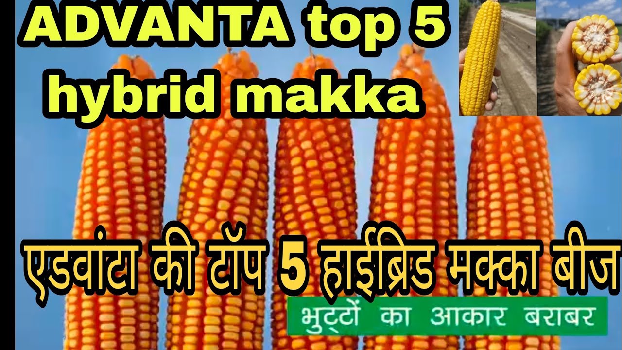 ADVANTA top 5 hybrid maize veriety | एडवांटा की टॉप 5 हाईब्रिड मक्का बीज| Advanta makka
