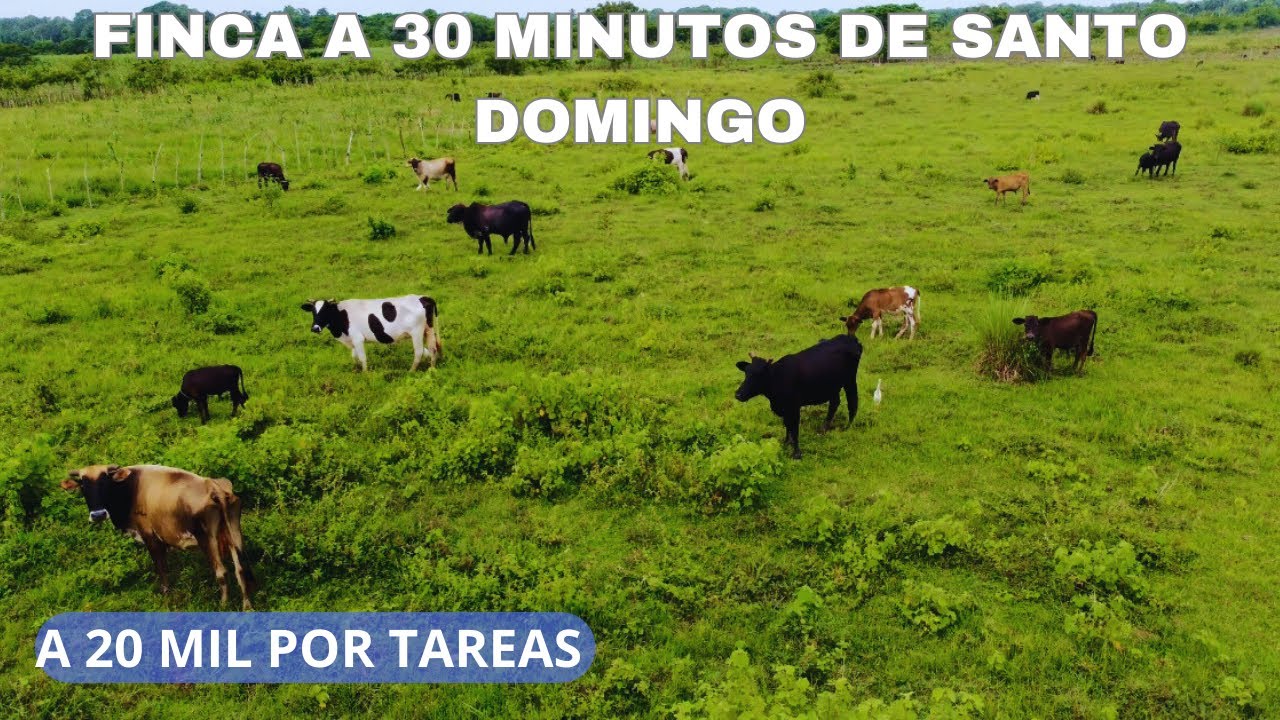 Finca de 1,472 tareas buena para ganadería y agricultura en monte Plata - RD..