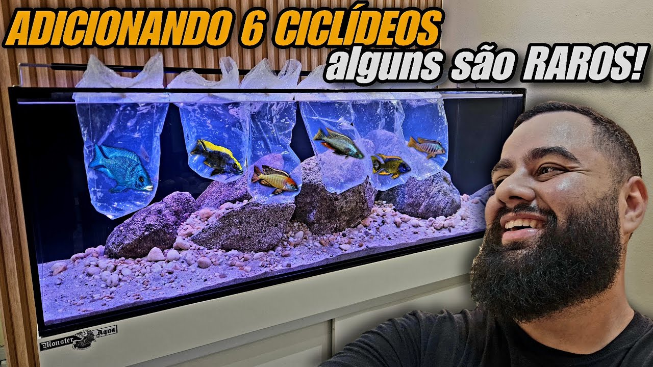 ADICIONEI OS 6 PRIMEIROS CICLÍDEOS AFRICANOS DO AQUÁRIO DE 150X50X50