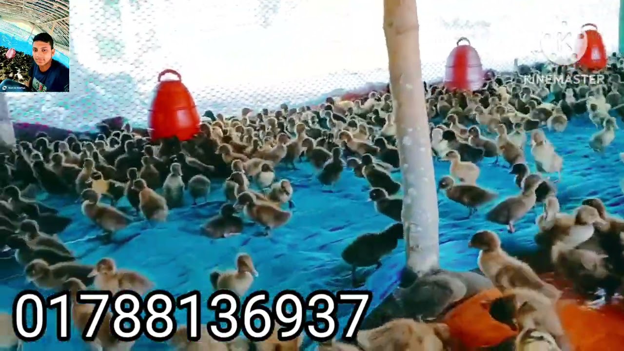 মায়ের দোয়া হ্যাচারী এখানে উন্নত জাতের হাঁসের বাচ্চা পেয়ে থাকবেন 