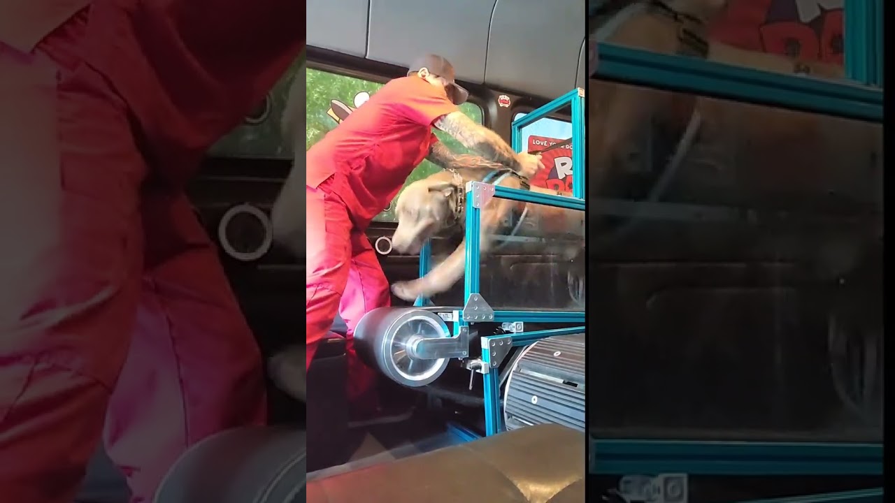 Dogs learn quickly that they are in complete control of the treadmill #rundawg #mobiledoggym