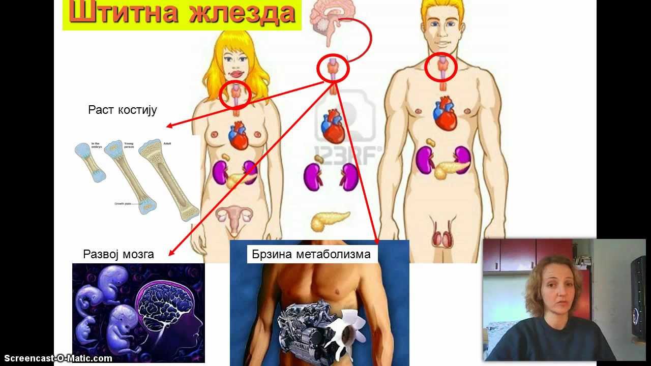 Izokrenuta učionica - Žlezde sa unutrašnjim lučenjem