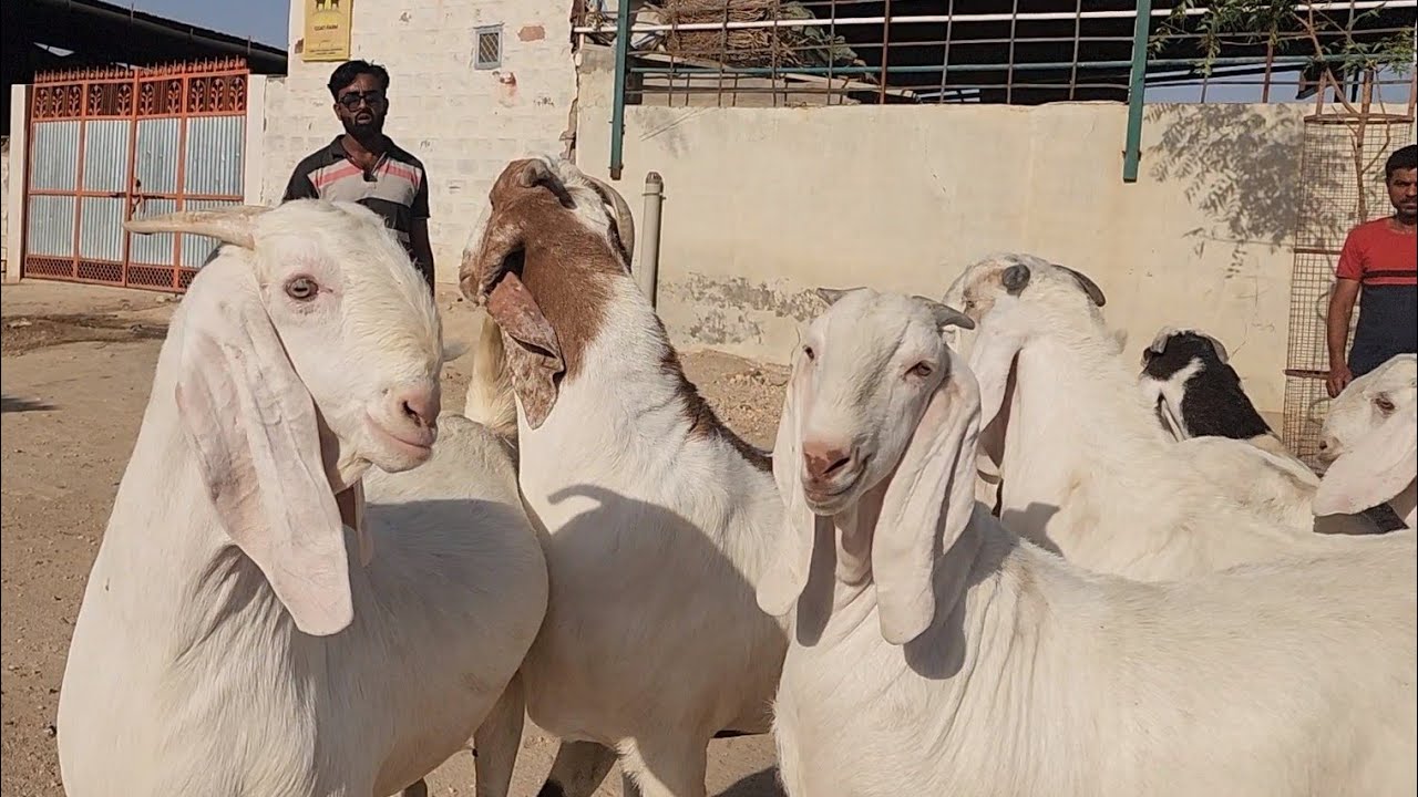Huge Size 100 Kg Plus Sojat Goats At Golden Goat Farm Pipad Jodhpur Rajasthan.