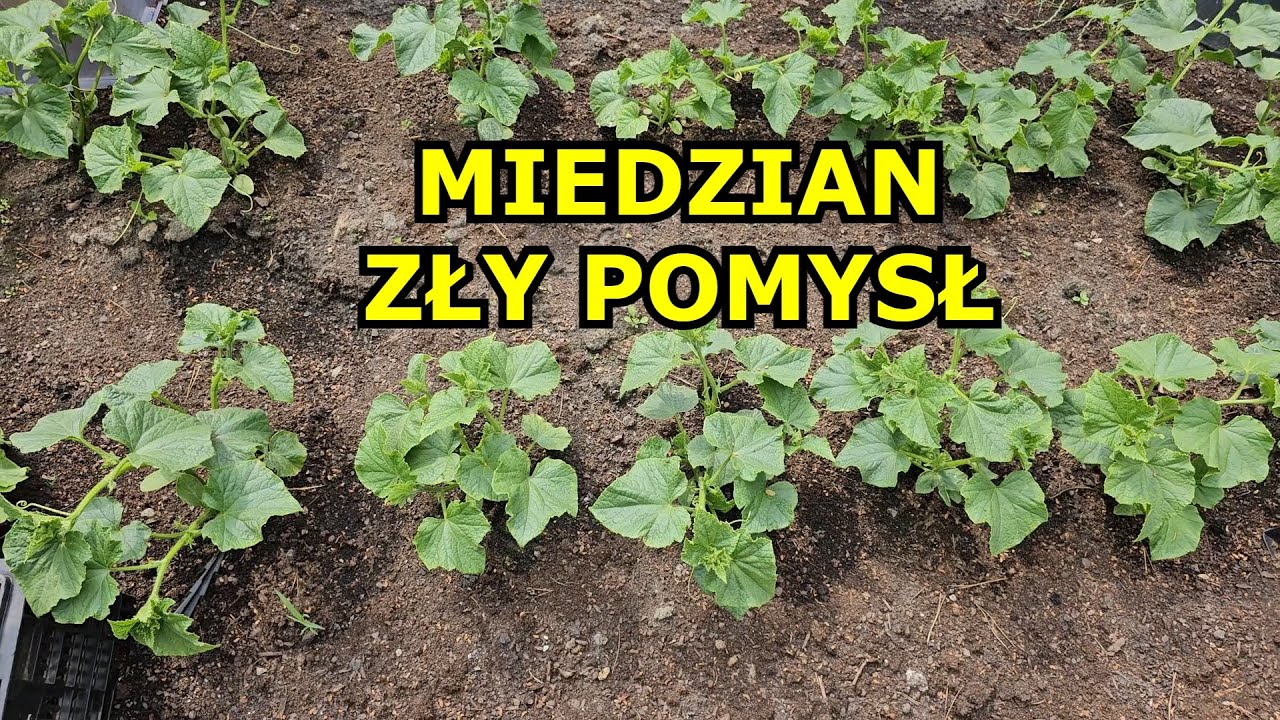 Miedzian na Pomidory i Og&oacute;rki? ZŁY POMYSŁ Latem. Kiedy pryskać Miedzianem. Oprysk na Pomidory Og&oacute;rki
