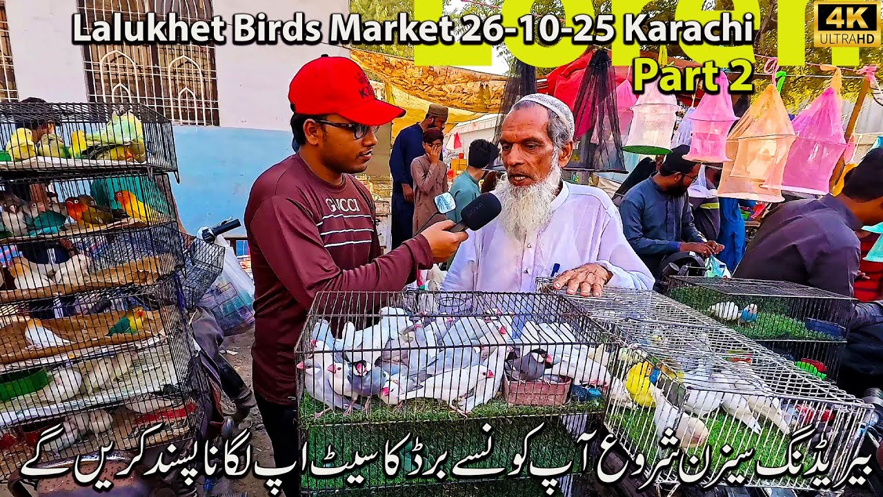 Lalukhet Rare and Unique Birds Market 26-10-25 Part 2 Karachi | Budgerigar Parrot Cockatiel Parrot
