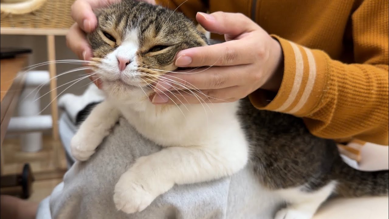仕事で疲れたおっさんに噛んで喝を入れてくれる猫がこちらです…