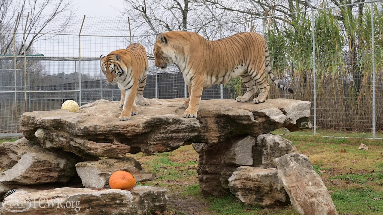 Sounds of the Sanctuary: Hear the Animals of Turpentine Creek Wildlife Refuge