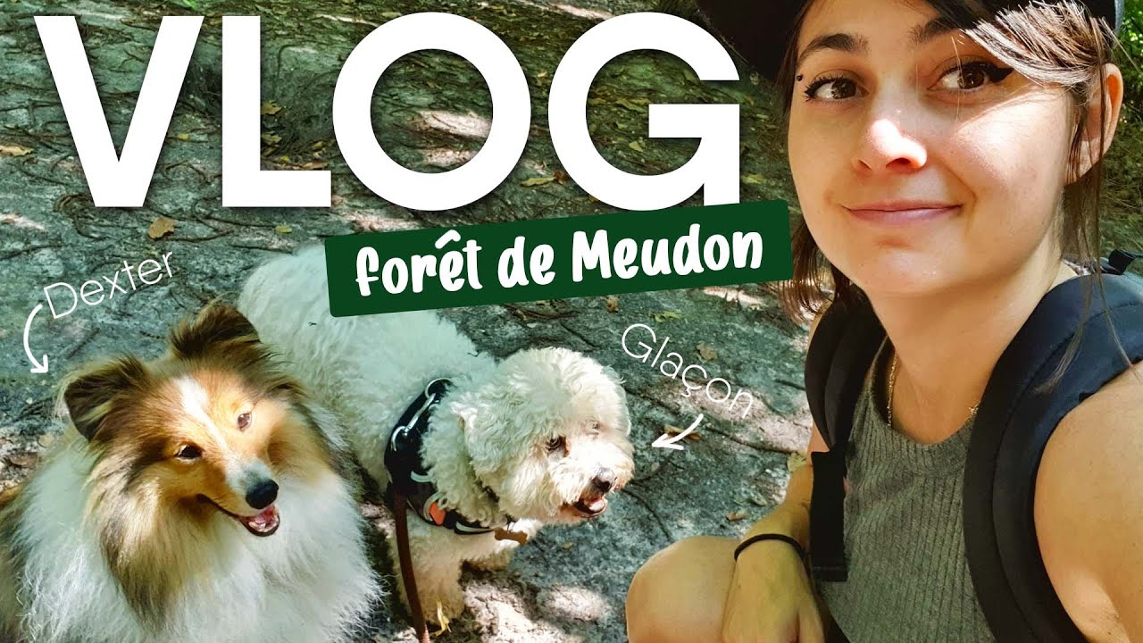 1ER VLOG EN FORET AVEC MES CHIENS ! 🌲