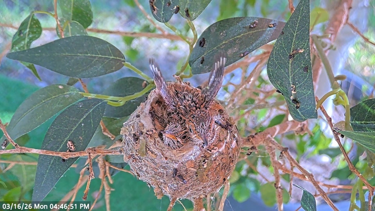 Watch Young Hummingbird Chicks 15 & 16 Days Old Learning to Use Their Wings #hummingbirds #babybirds