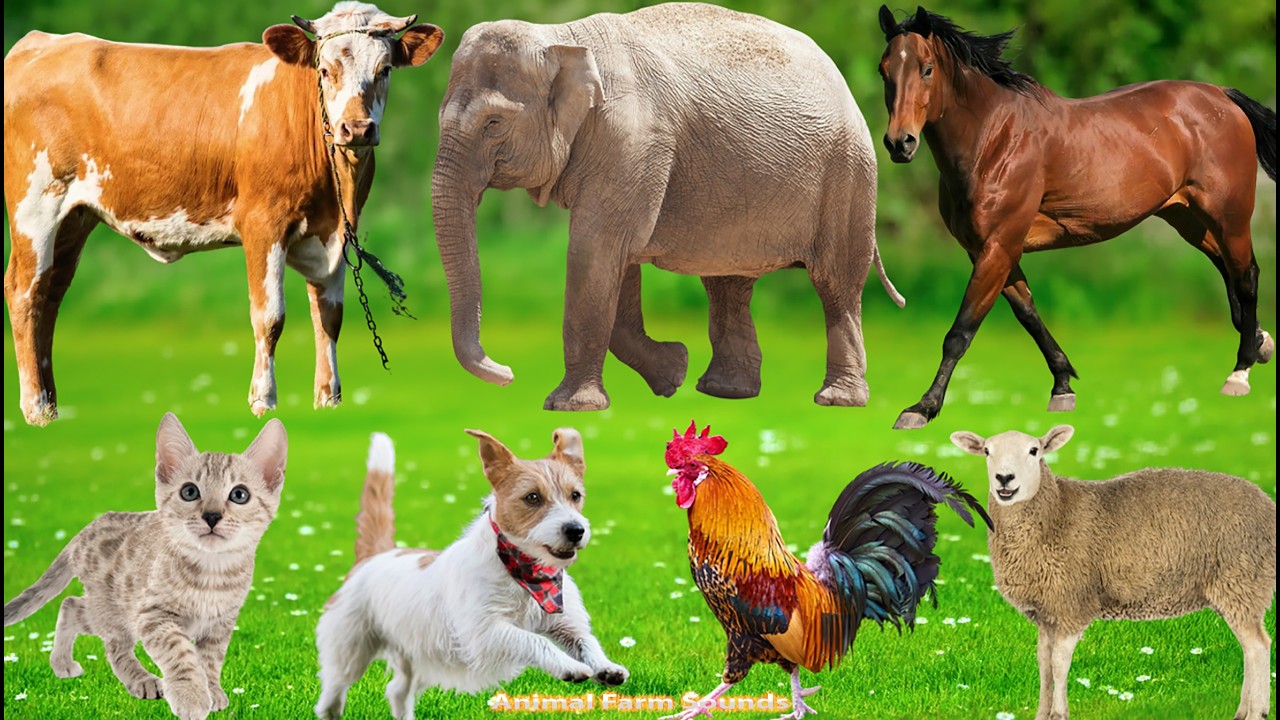 Cute Animal Compilation: Rabbit, Goat, Sheep, Cat, Elephant, Dog, Chicken, Duck – Animal Sounds