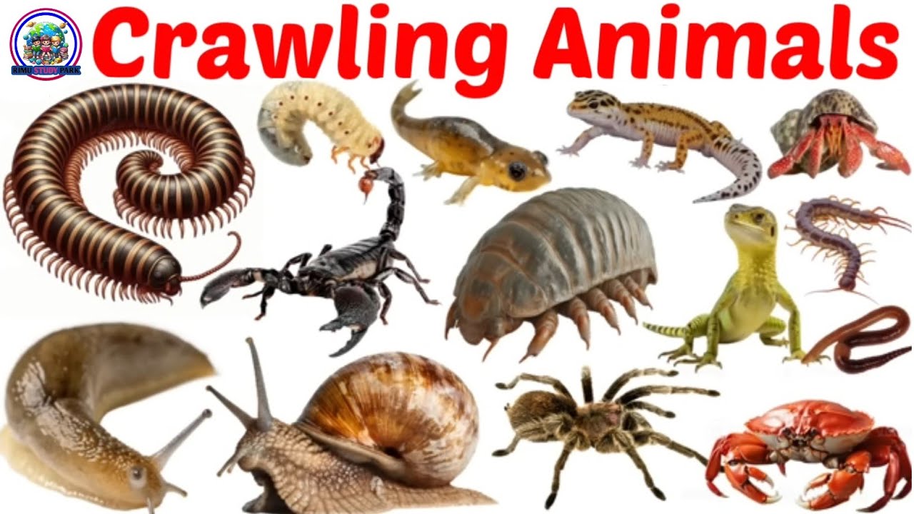 बच्चों के लिए 20 रेंगने वाले जानवर | Crawling Animals for Kids |Animals Name with picture and sounds