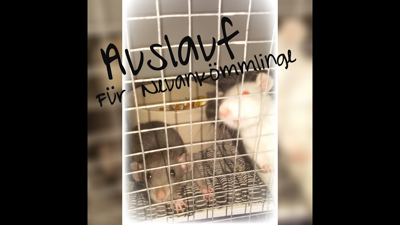 Auslauf für Rattenbabys und Neuankömmlinge