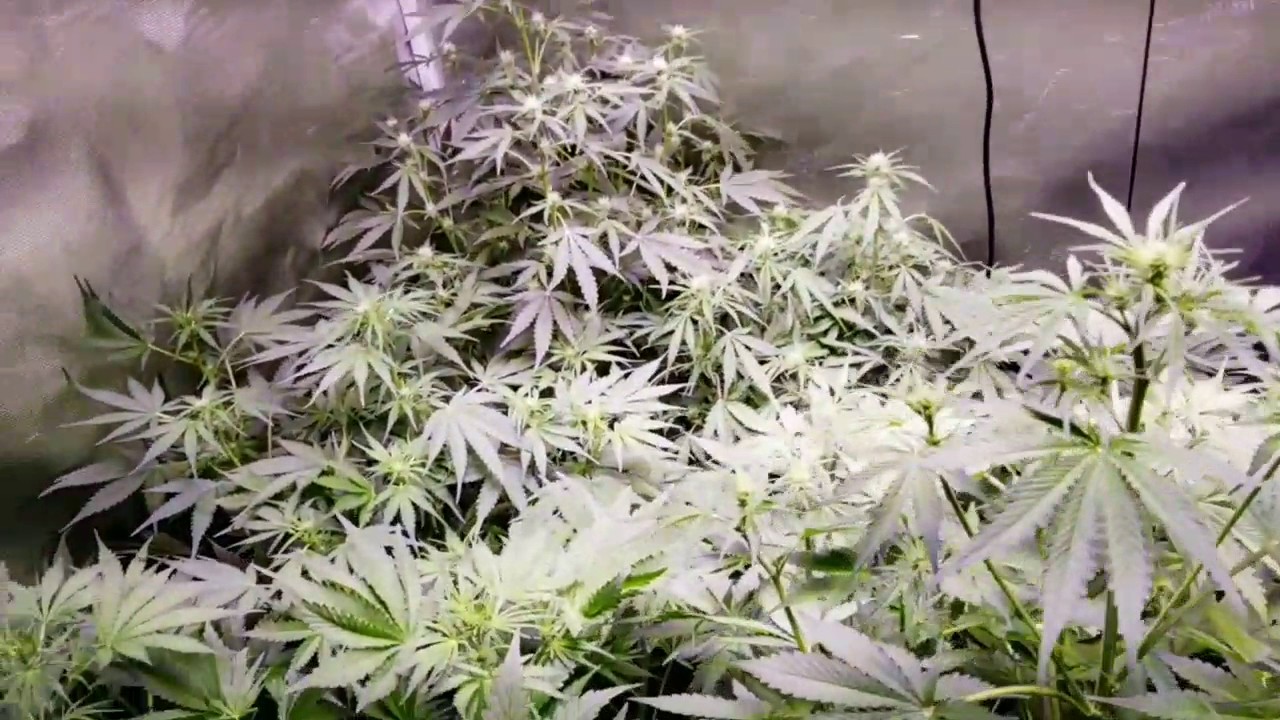 Day 50 autoflower-- Bonus answering grow questions