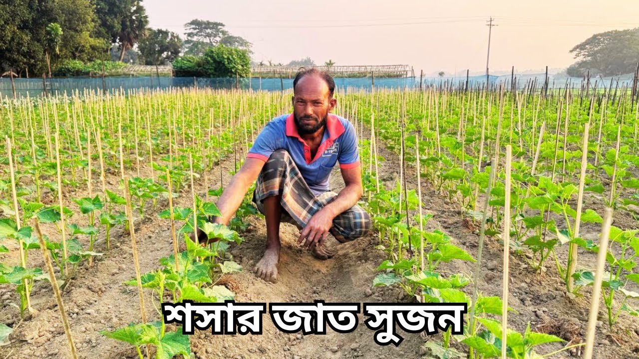শসা চাষে সফল কৃষকের গোপন টিপস || cucumber cultivation || Bangladesh Agro LTD.