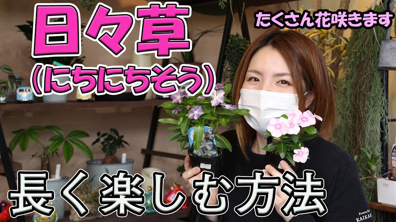 日々草 管理方法・長く楽しむ方法【おうちでガーデニング】開花園チャンネル