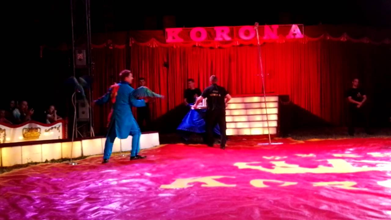 Cyrk Korona 2016 - pokaz papug