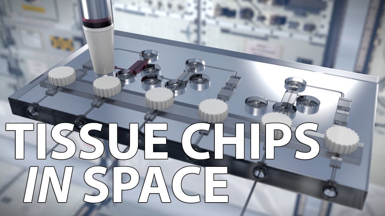 Tissue Chips In Space