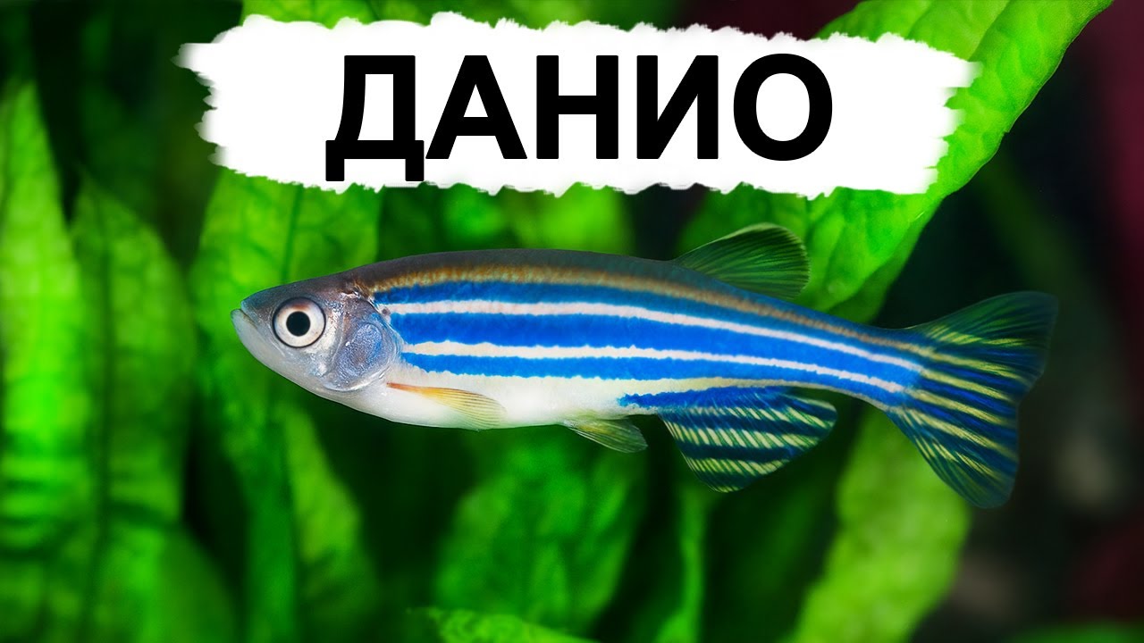 Почему данио - идеальны для первого аквариума?