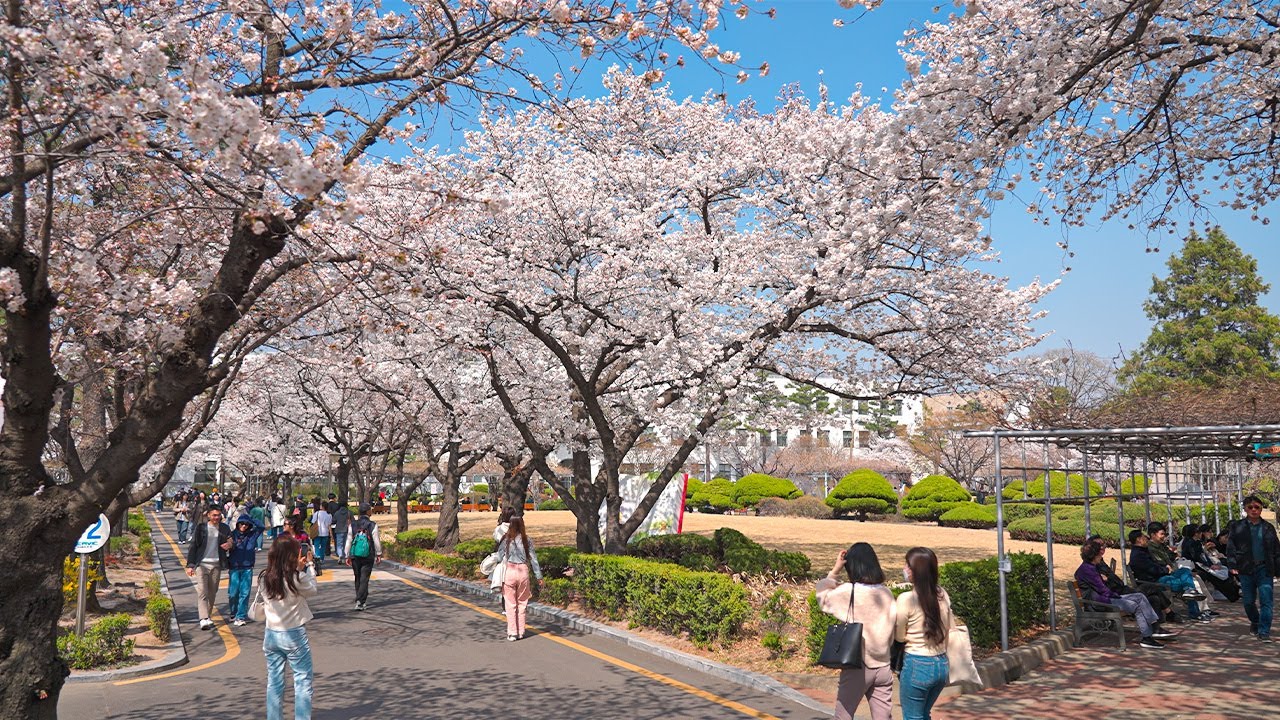 Spring Cherry Blossoms at Jeongdok Public Library | Korea Travel Guide 4K HDR