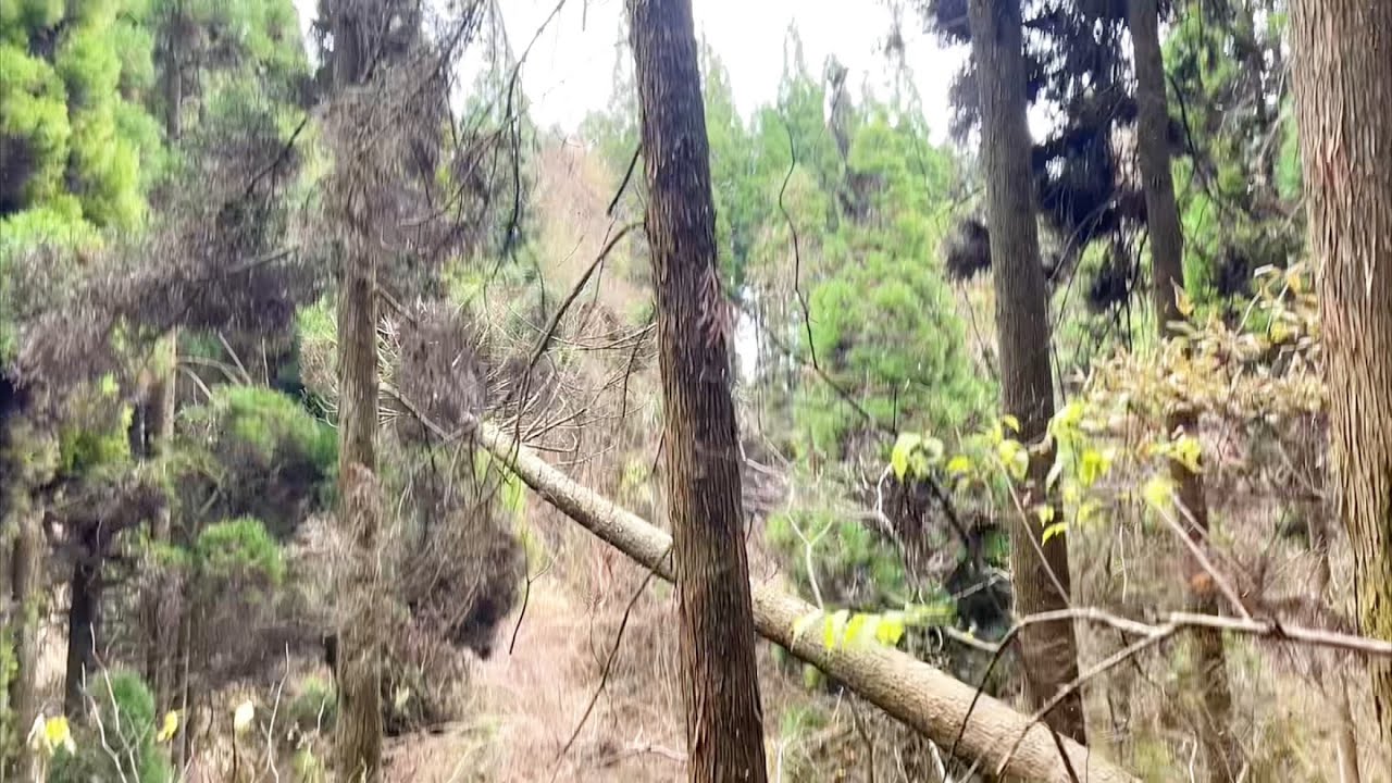 間伐　林業歴10年目#間伐 #林業 #felling #forest #japan