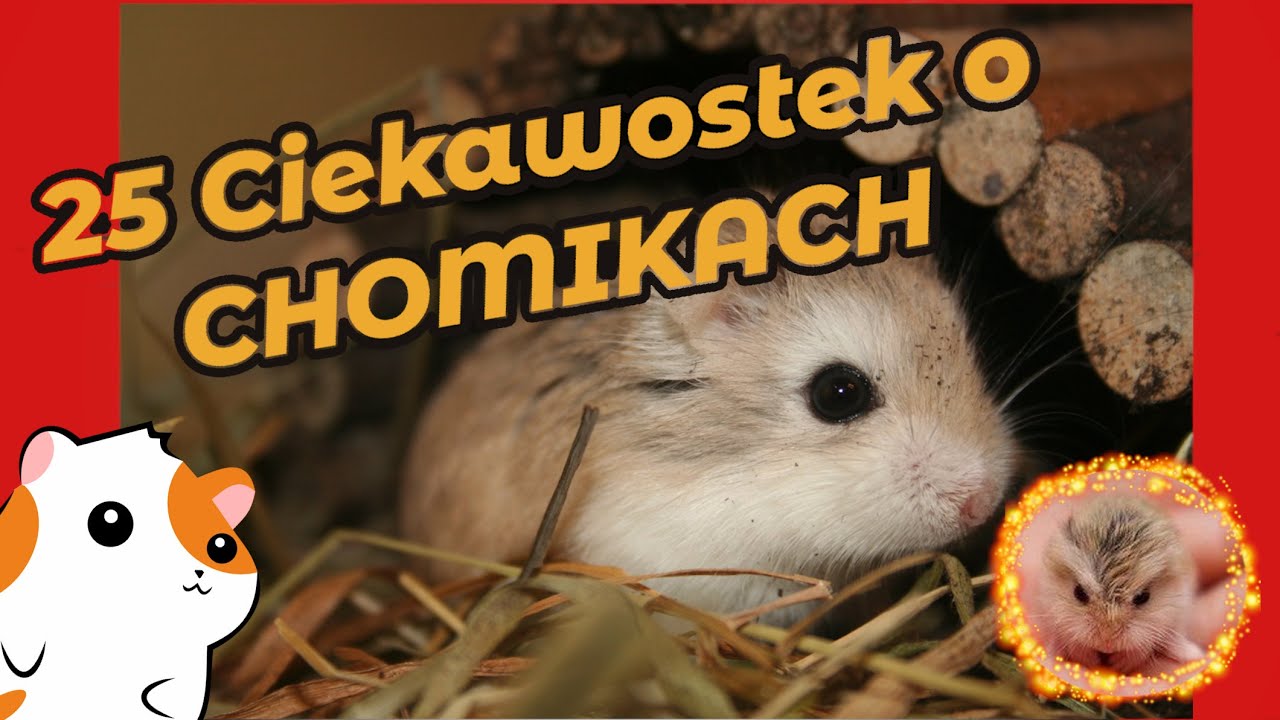 🐹 20 Ciekawostek o CHOMIKACH 🐹 Linarchie #3