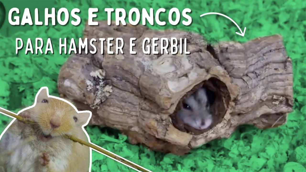 Quais madeiras são seguras para HAMSTERS E GERBIS?