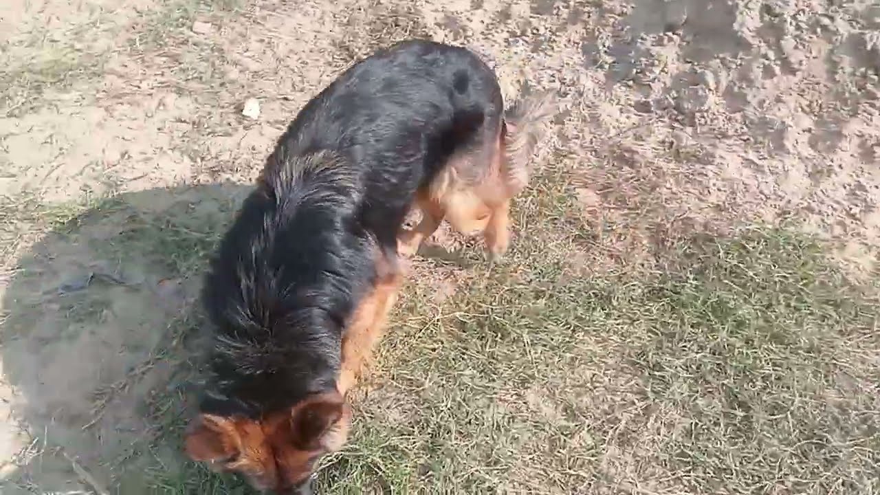 German Shepherd Double Code Female Workout 