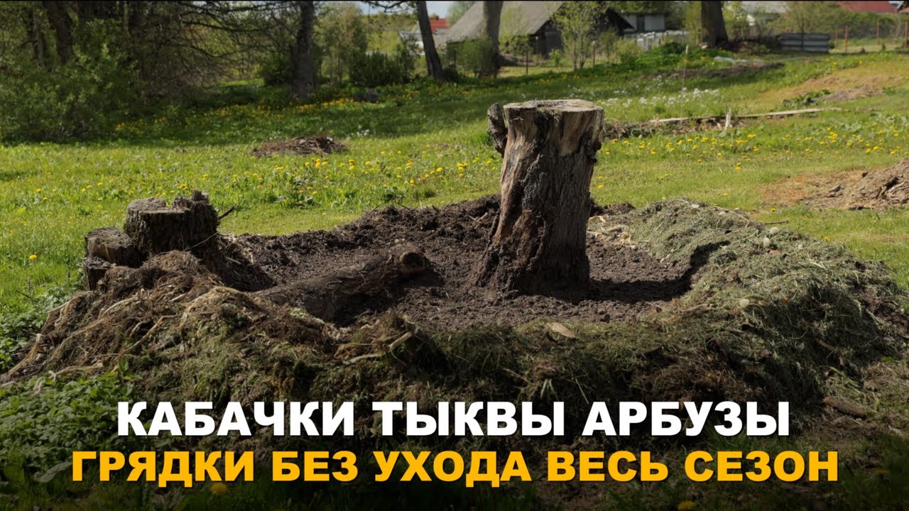 ГРЯДКА ГНЕЗДО НЕ ТРЕБУЕТ УХОДА ВЕСЬ СЕЗОН. Необычный способ выращивания кабачков, тыквы и арбузов.