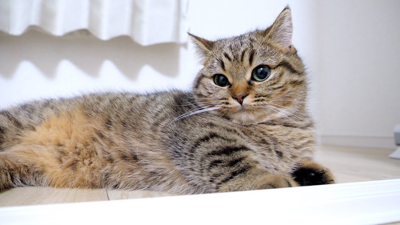 Lili the kitten can't allow her sister cat to get all the attention